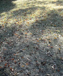 fallen leaves on the grass.jpg